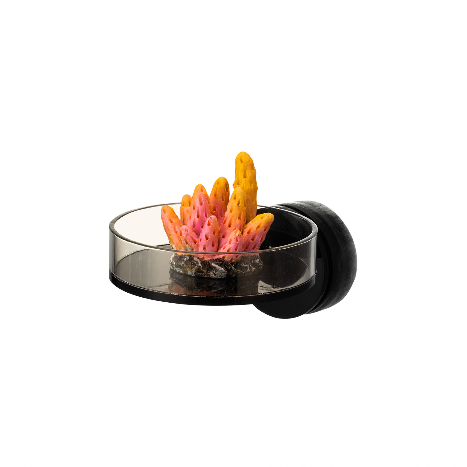 Marine Coral - Marine Sources 70 mm schwarzes magnetisches